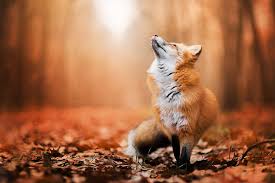 cute:vckxjxf4zh0= fox